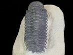 Bargain, Crotalocephalina Trilobite Fossil #67673-4